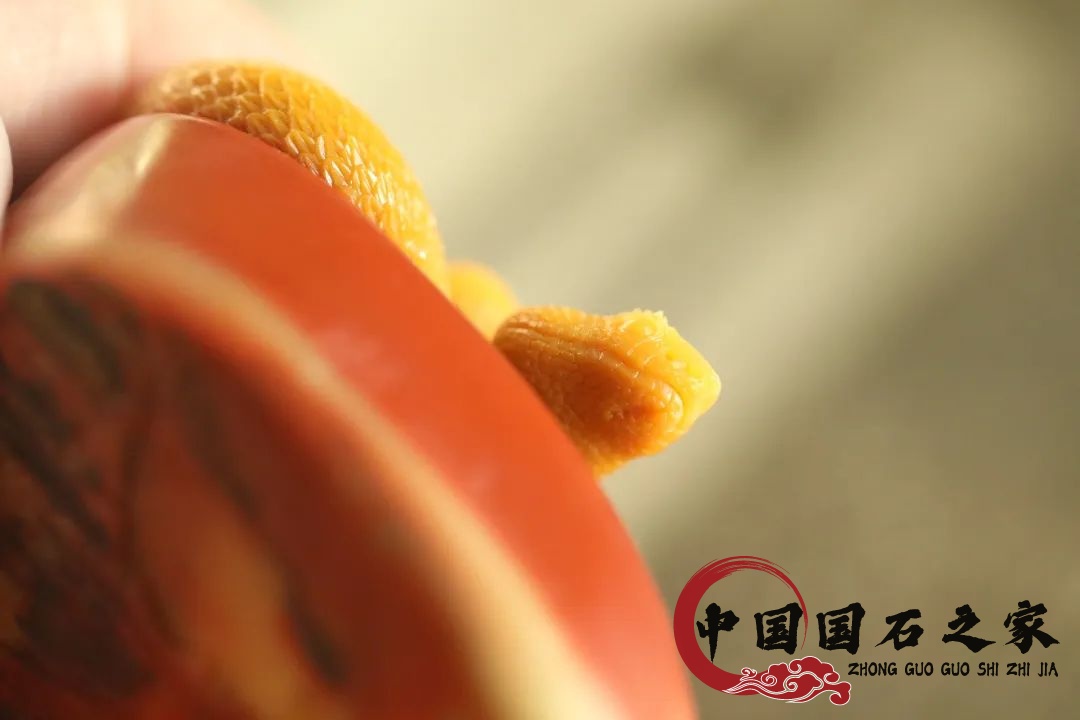 老撾石·黃睫角蝮蛇 老撾石·黃睫角蝮蛇