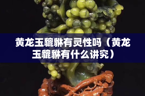 黃龍玉貔貅有靈性嗎（黃龍玉貔貅有什么講究）