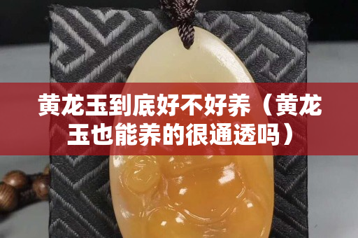 黃龍玉到底好不好養(yǎng)（黃龍玉也能養(yǎng)的很通透嗎）