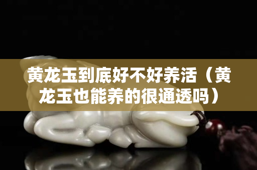 黃龍玉到底好不好養活（黃龍玉也能養的很通透嗎）