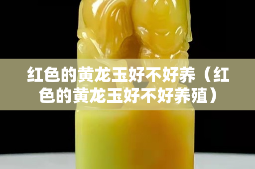 紅色的黃龍玉好不好養（紅色的黃龍玉好不好養殖）