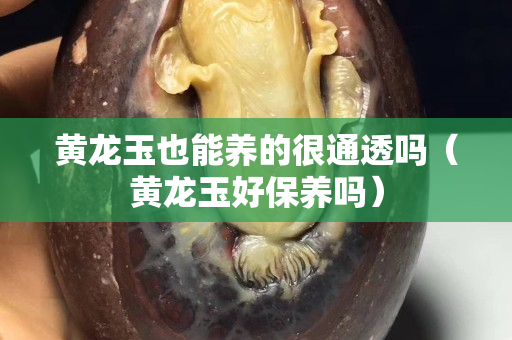 黃龍玉也能養的很通透嗎（黃龍玉好保養嗎）