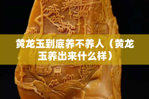 黃龍玉到底養不養人（黃龍玉養出來什么樣）