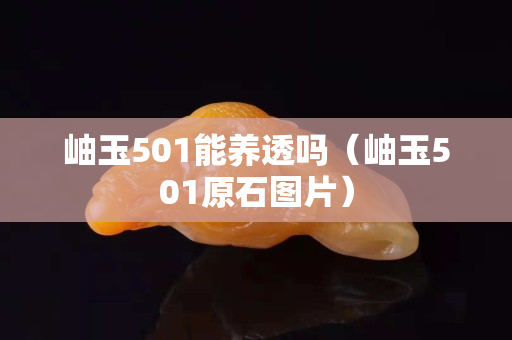 岫玉501能養透嗎(岫玉501原石圖片) 岫玉501能養透嗎(岫玉501原石圖片)