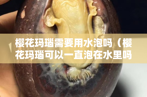 櫻花瑪瑙需要用水泡嗎（櫻花瑪瑙可以一直泡在水里嗎）