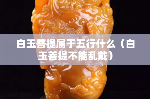 白玉菩提屬于五行什么（白玉菩提不能亂戴）