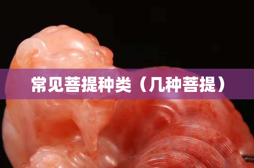 常見菩提種類（幾種菩提）