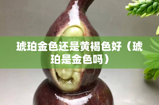 琥珀金色還是黃褐色好(琥珀是金色嗎) 琥珀金色還是黃褐色好(琥珀是金色嗎)