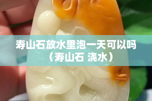 壽山石放水里泡一天可以嗎（壽山石 澆水）