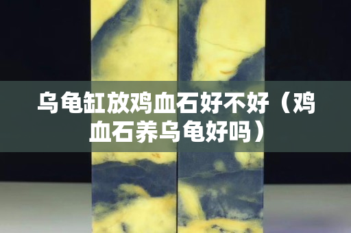 烏龜缸放雞血石好不好（雞血石養(yǎng)烏龜好嗎）