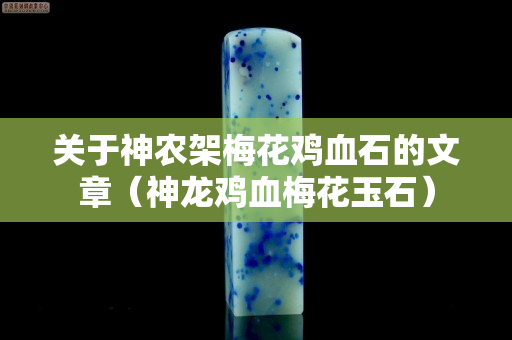 關于神農架梅花雞血石的文章（神龍雞血梅花玉石）