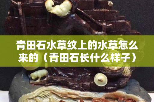 青田石水草紋上的水草怎么來的（青田石長什么樣子）