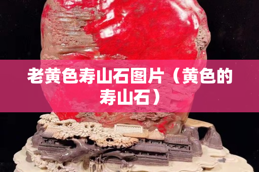 老黃色壽山石圖片(黃色的壽山石) 老黃色壽山石圖片(黃色的壽山石)