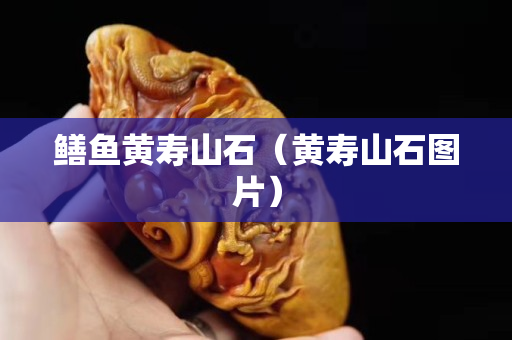 鱔魚黃壽山石（黃壽山石圖片）