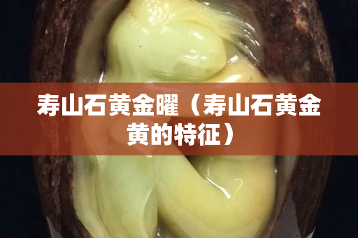 壽山石黃金曜(壽山石黃金黃的特征) 壽山石黃金曜(壽山石黃金黃的特征)
