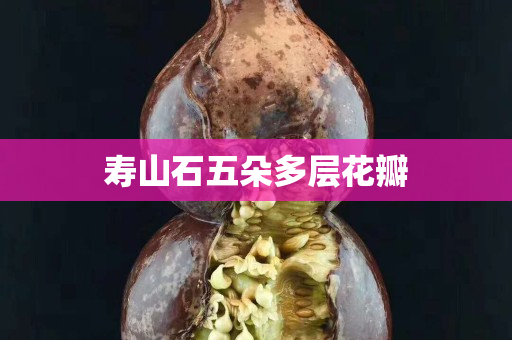 壽山石五朵多層花瓣
