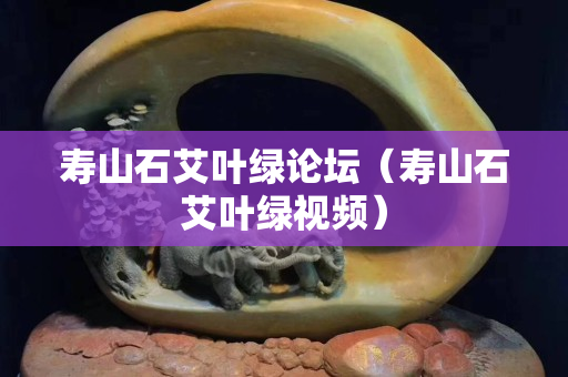 壽山石艾葉綠論壇（壽山石艾葉綠視頻）