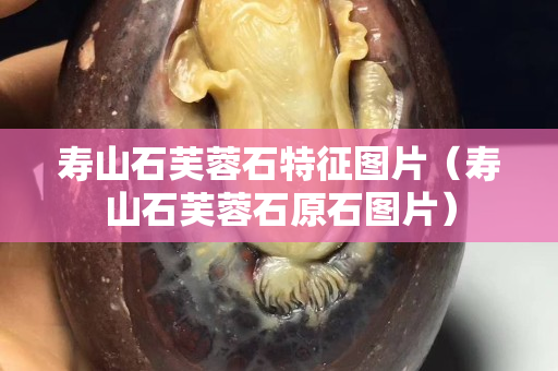 壽山石芙蓉石特征圖片（壽山石芙蓉石原石圖片）