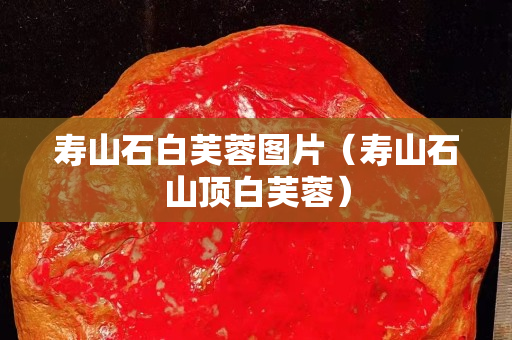 壽山石白芙蓉圖片（壽山石山頂白芙蓉）